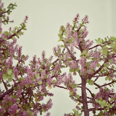 Lejlighed Alisachni Andros *