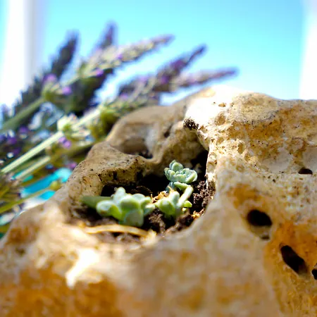 Alisachni Andros Agia Eleousa