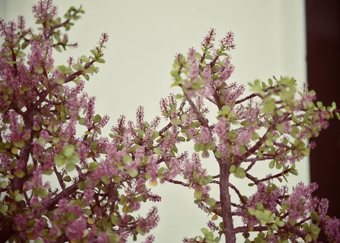 Apartmán Alisachni Andros *